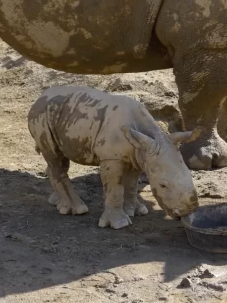 White rhino calf born in San Diego Zoo